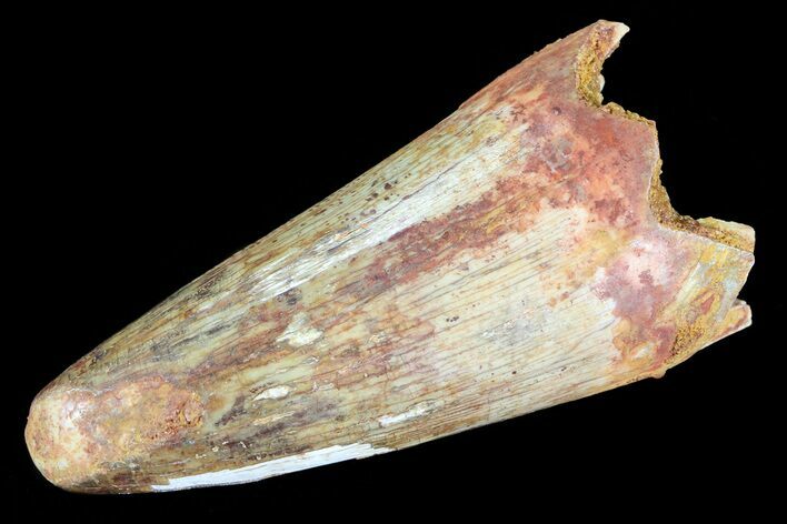 Cretaceous Fossil Crocodile Tooth - Morocco #72790